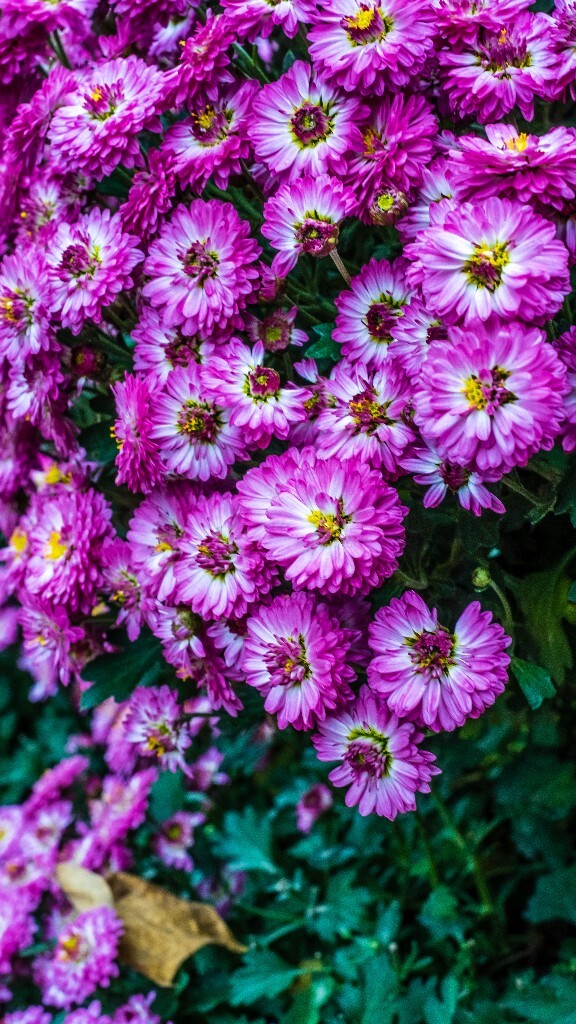 菊花 寿客 金英 黄华 秋菊 陶菊 日精 女华 延年 隐逸花 家菊 植物 菊花 盛开的菊花 花朵花儿 摄影