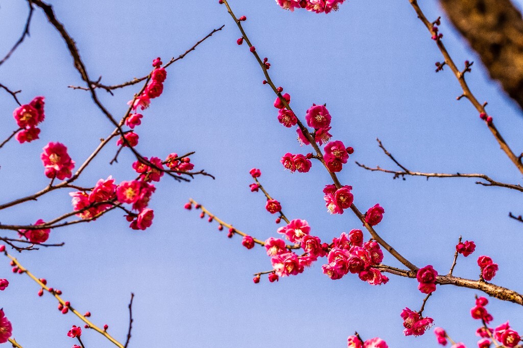 梅花 红色的梅花 梅 图片 摄影 风光 花卉 花朵 旅游 花