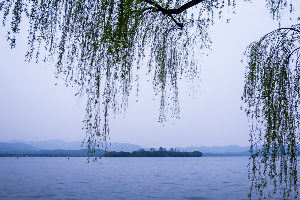 柳树 风光 西湖风光 摄影 旅行 自然 植物 树 叶子 雷峰塔 西湖 西湖柳树