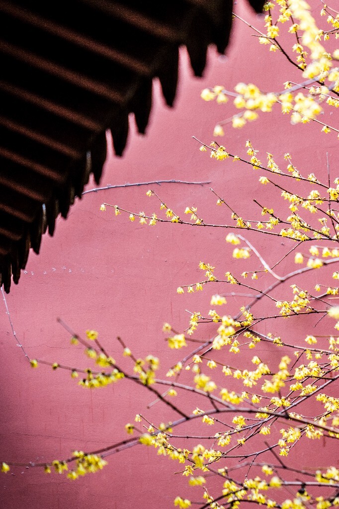 腊梅 植物 花朵 花儿 摄影 风光 自然 红墙 钱王祠 屋檐 梅花