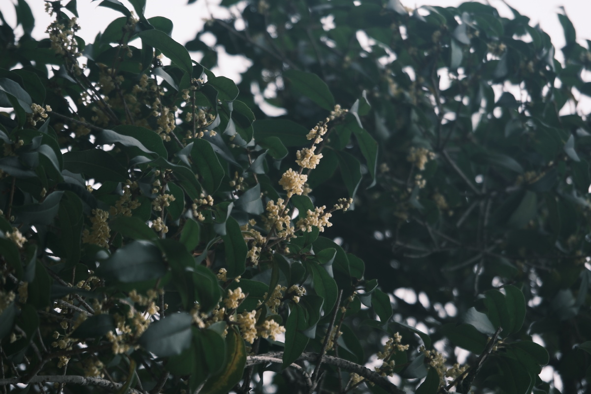 桂花 富士直出 风光 花朵花卉 风光摄影  桂花摄影 满觉陇