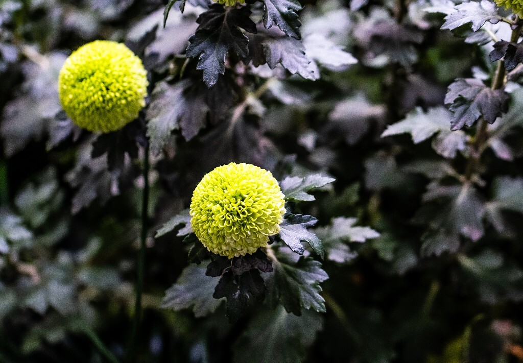菊花 寿客 金英 黄华 秋菊 陶菊 日精 女华 延年 隐逸花 家菊 花儿 盛开的菊花
