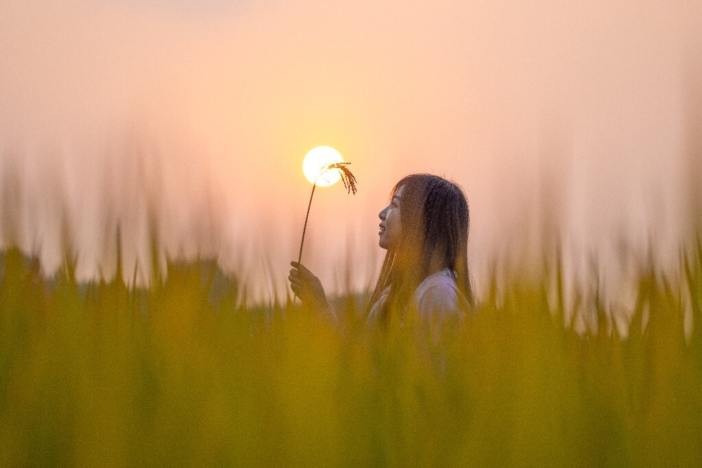  夕阳下的稻田 风光 稻田 夕阳 日出日落 黄昏 旅行 摄影 人像 