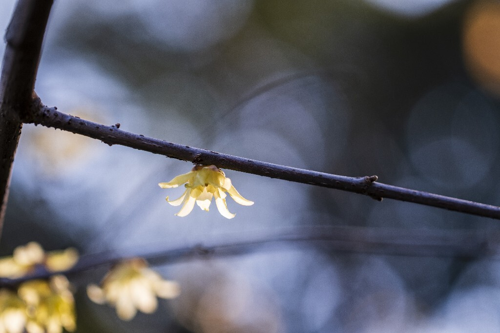 蜡梅 金梅 腊梅 蜡花 蜡梅花 蜡木 麻木紫 石凉茶 唐梅 香梅 植物 微距 摄影 风光 花朵 花草