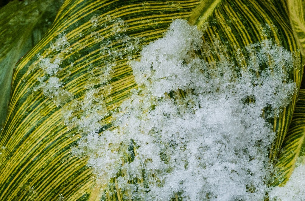 雪景 风光 自然 铁树 铁树上的雪 叶子上的雪 自然风光