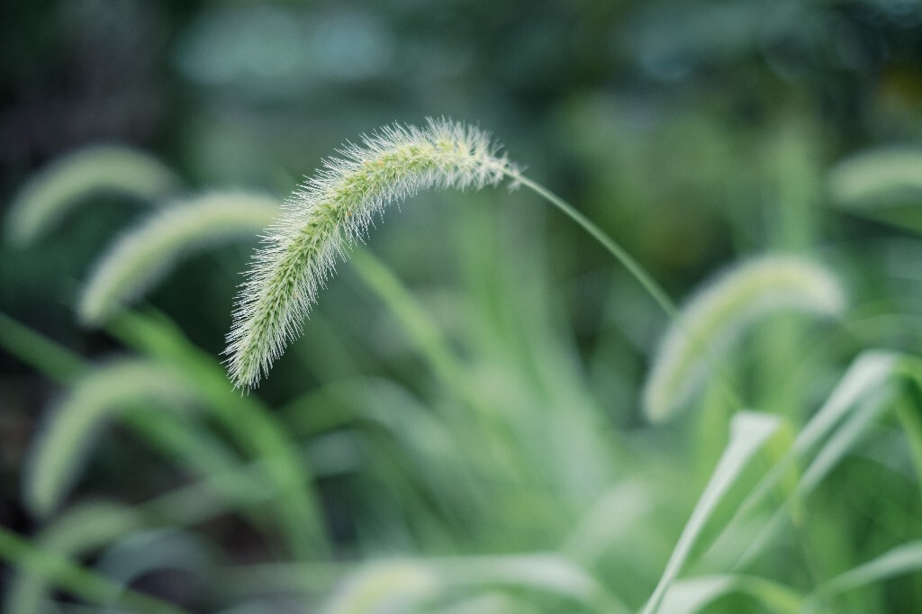 狗尾草 植物 小草  狗尾巴草  摄影 风光 旅行