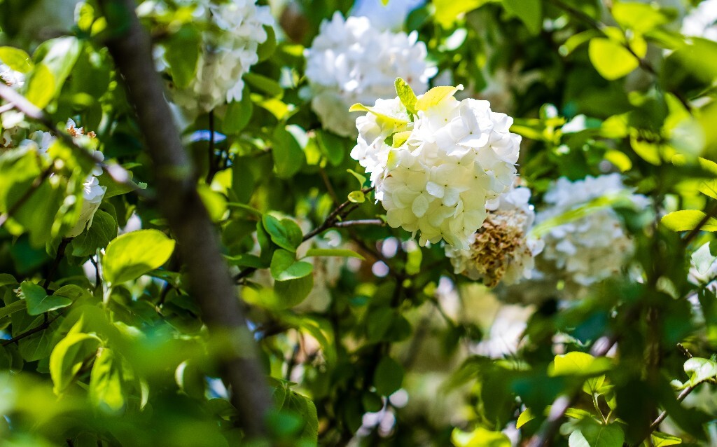 八仙花 粉团花 草绣球 紫绣球 紫阳花 绣球 木绣球 山绣球 摄影 植物 风光 摄影