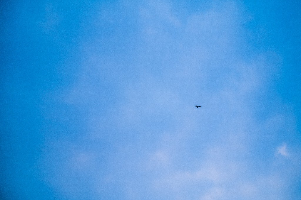 风筝 摄影 风光 自然 手工 旅行 户外 天空 蓝天白云