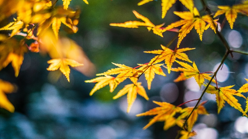 枫叶 红叶 秋天 植物 风光 摄影 自然 旅行 叶子