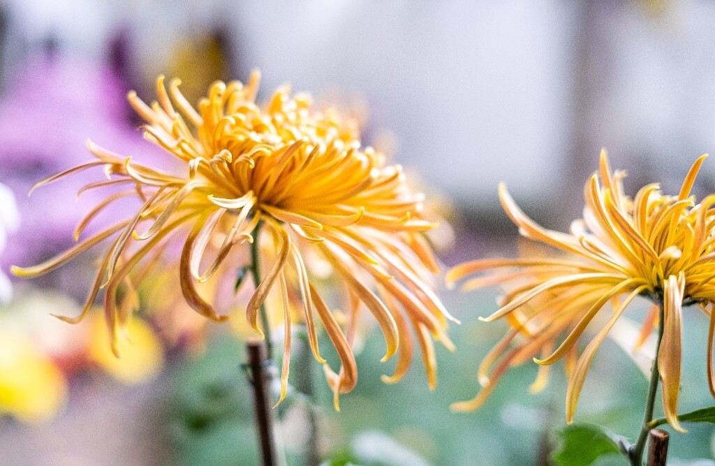 菊花 寿客 金英 黄华 秋菊 陶菊 日精 女华 延年 隐逸花 家菊 花儿 盛开的菊花