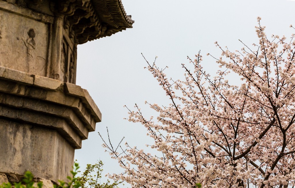 白塔 樱花 建筑 风光 摄影 花 植物