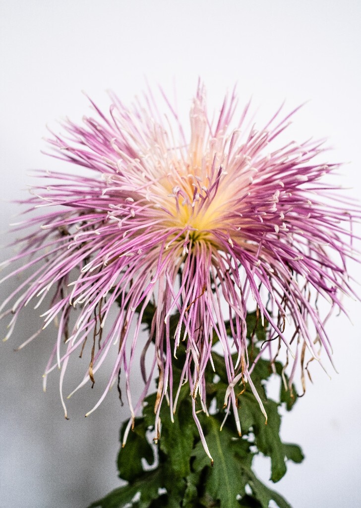 菊花 寿客 金英 黄华 秋菊 陶菊 日精 女华 延年 隐逸花 家菊 花儿 盛开的菊花