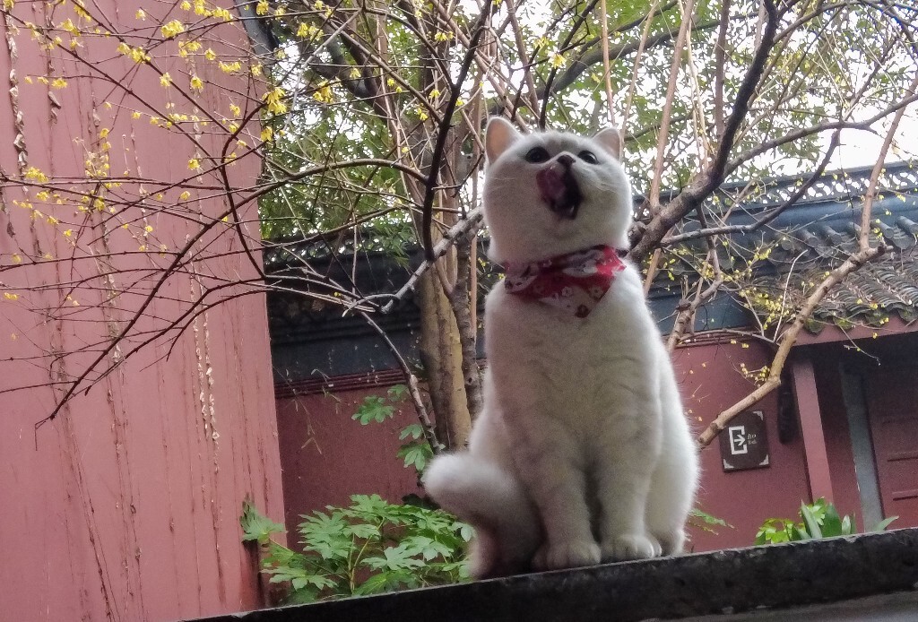 猫猫 喵星人 猫 动物 宠物 摄影 小可爱 喵星人的日常生活 宠物摄影圈子