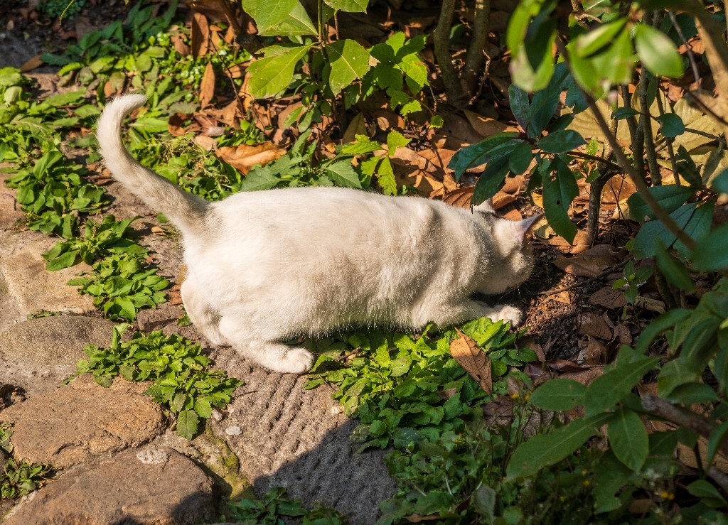 猫猫 动物 宠物 猫咪 喵星人 街拍  睡觉的猫猫 寻找食物的猫猫