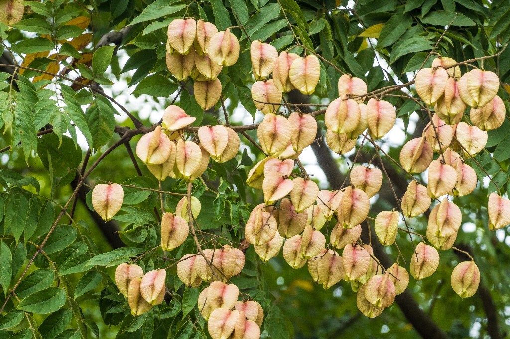 复羽叶栾 花楸树 泡花树 灯笼花 马鞍树 士大夫树 摇钱树 植物 风光 摄影 自然