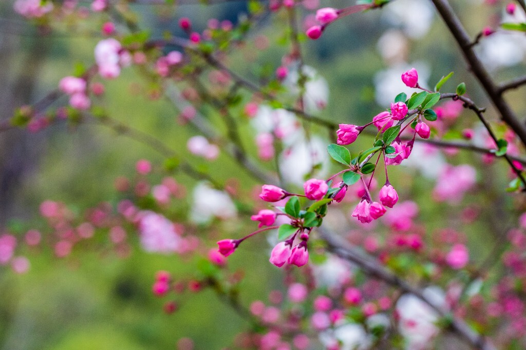 海棠 海棠花 花朵 花儿 摄影