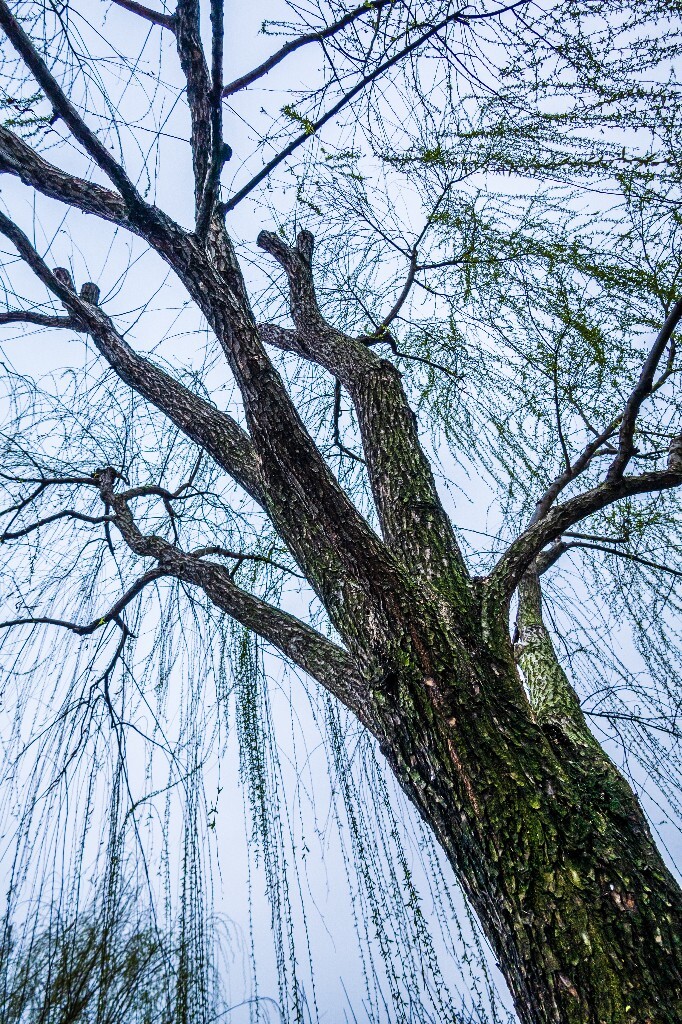 柳树 风光 西湖风光 柳树 柳叶 西糊柳树 植物 叶子