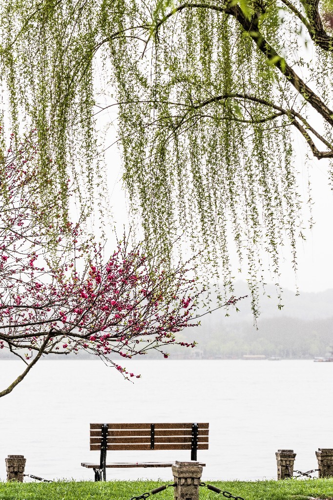 西湖桃花 桃花 自然 微距 风光 色彩 西湖之春 春天 桃红柳绿 西湖三月天