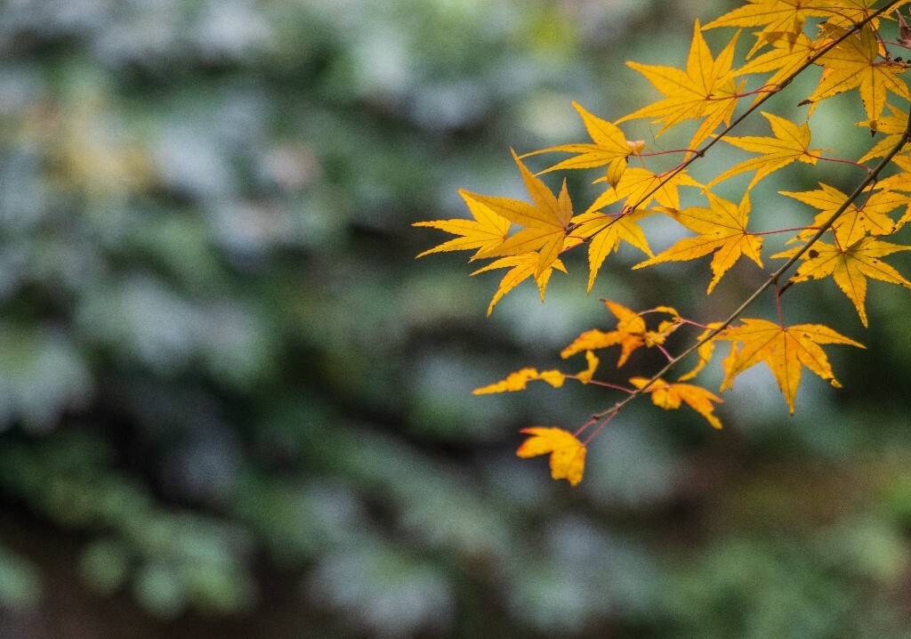 枫叶 植物 叶子 摄影 风光 自然 旅行 九溪 九溪烟树 图片素材