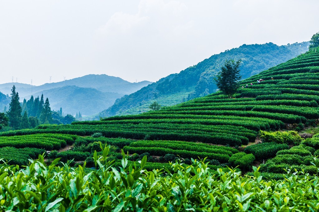 植物 风光 摄影 茶园风光 龙井茶园 旅行 自然 风光 采茶人