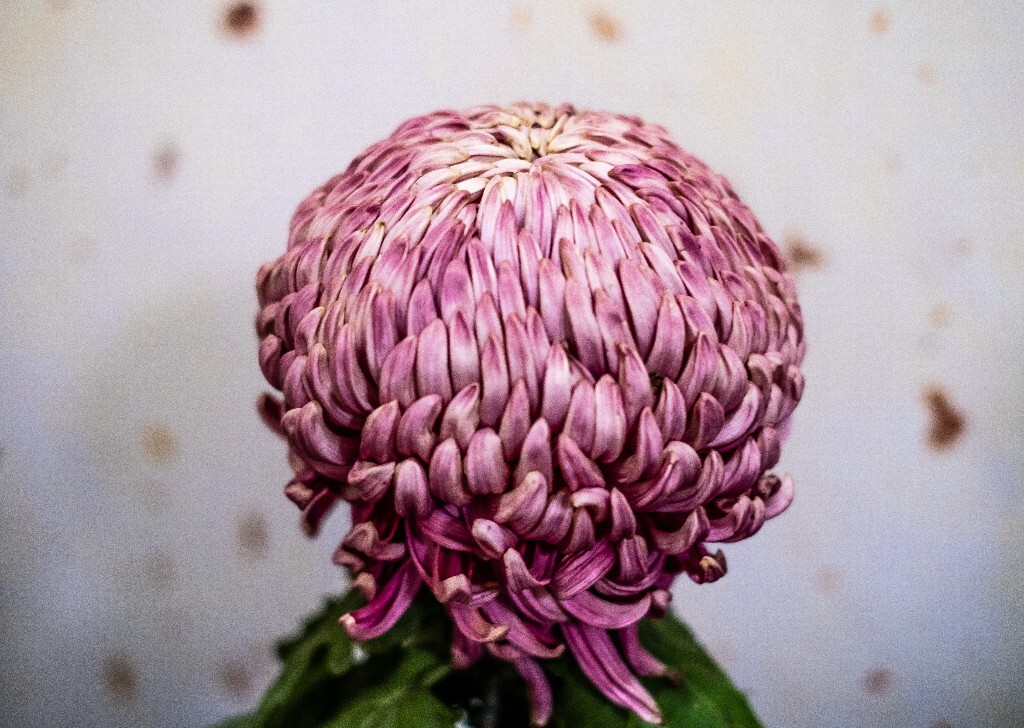菊花 寿客 金英 黄华 秋菊 陶菊 日精 女华 延年 隐逸花 家菊 花儿 盛开的菊花