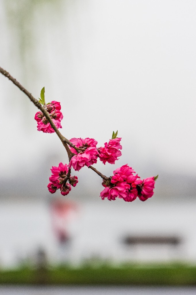 西湖桃花  桃花 自然 微距 风光 色彩 西湖之春    <br />
春天 桃红柳绿 西湖三月天
