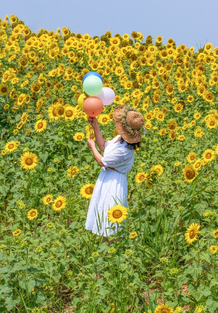 人像 风光 自然  向日葵  转日莲 太阳花 摄影 