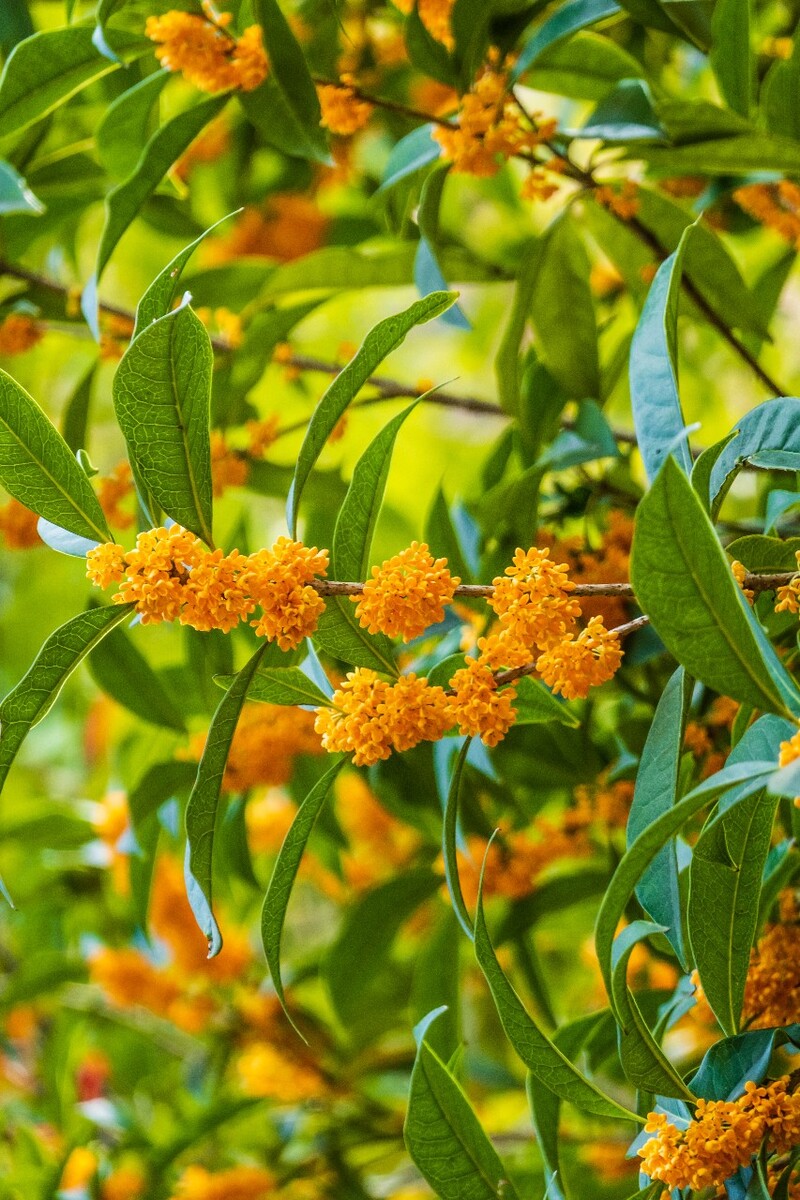 岩桂 木犀 九里香 金 植物 摄影 花草 桂花 金桂 银桂 丹桂 月桂