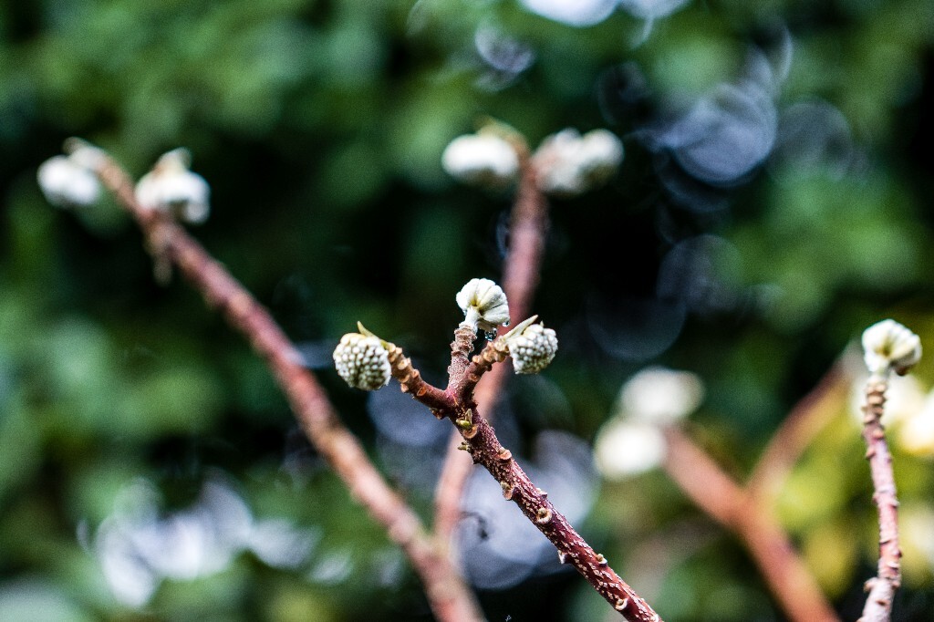 打结花 打结树 黄瑞香 喜花 梦冬花 岩泽兰 三桠皮 三叉树 蒙花 家香 山棉皮 雪花皮 梦花