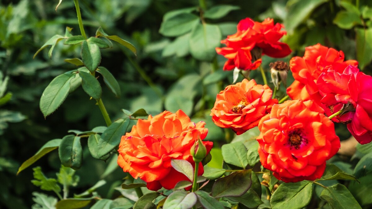 月季 玫瑰 月月红 月月花 长春花 四季花 胜春 摄影 图片