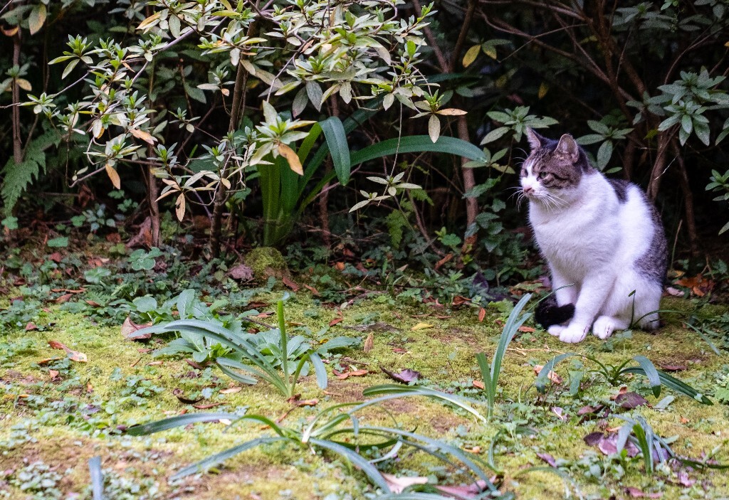 猫 喵喵 猫星人 摄影 宠物 宠物摄影 宠物表情包