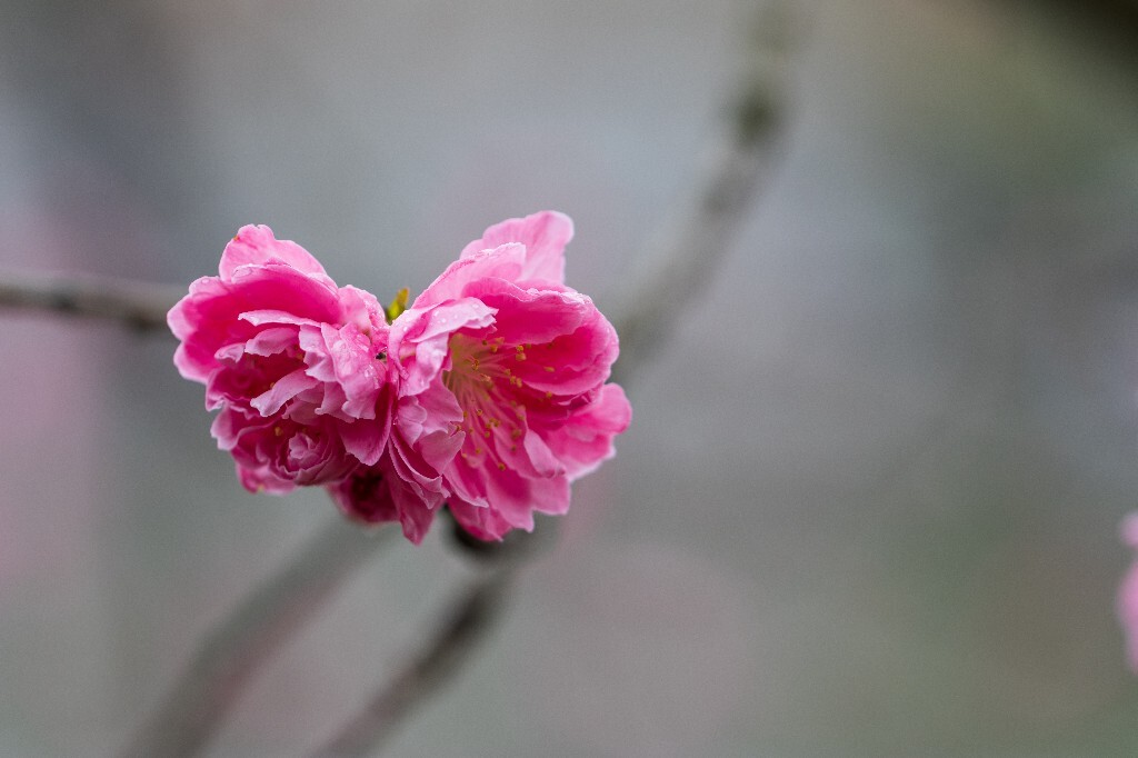 桃花 植物 风光 西湖桃花  春天 植物 花儿 花朵 