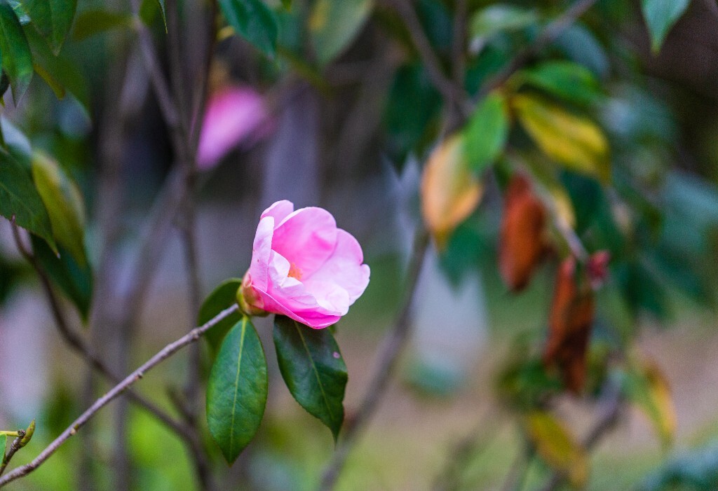 茶花 山茶花 观赏花卉 世界名贵花 花草 花朵