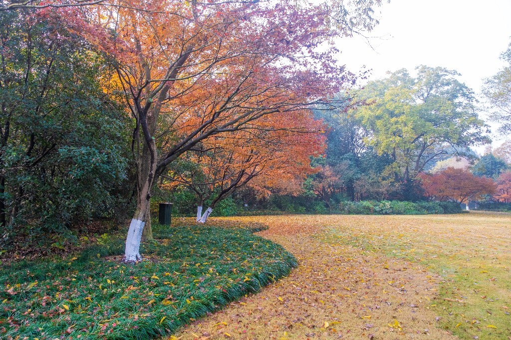枫叶 红枫 红叶 叶子 图片 摄影 风光 颜色 旅行 树叶 秋季 季节