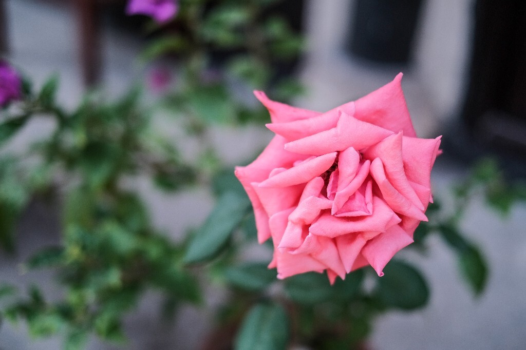 月月红 月月花 长春花 四季花 胜春 月季花 摄影 植物 花朵 花儿