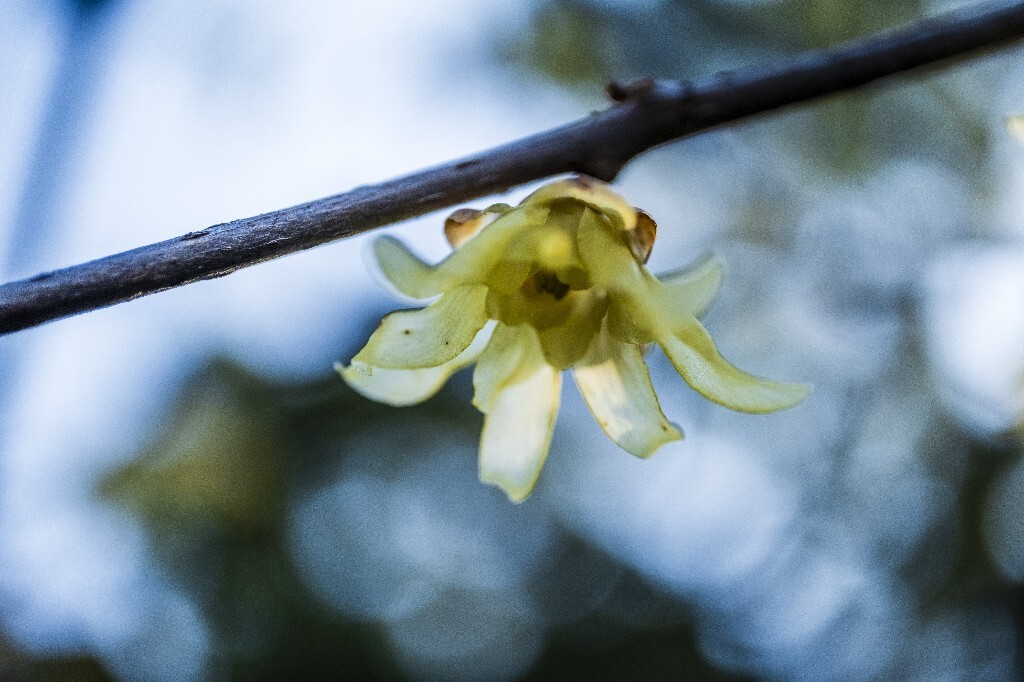 腊梅 梅花 特写 风光 自然 花朵 花草 特写 微距 阳光 天空 金梅 腊梅 蜡花 蜡梅花 蜡木 麻木紫 石凉茶 唐梅 香梅