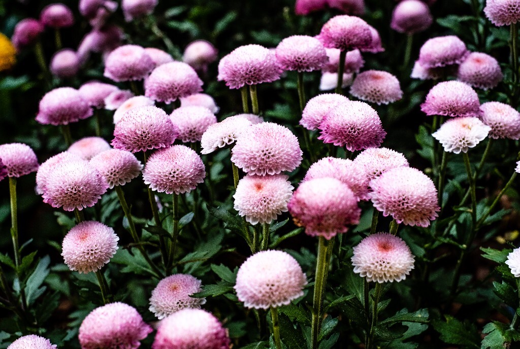 菊花 寿客 金英 黄华 秋菊 陶菊 日精 女华 延年 隐逸花 家菊 花儿 盛开的菊花
