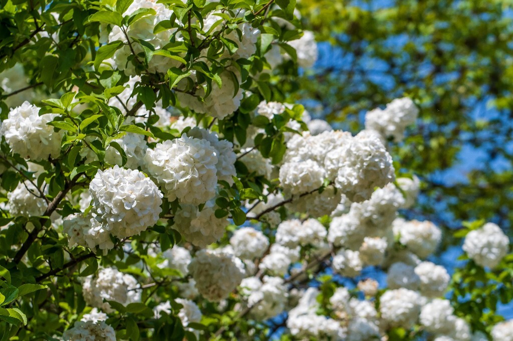 八仙花 粉团花 草绣球 紫绣球 紫阳花 绣球 木绣球 摄影 植物