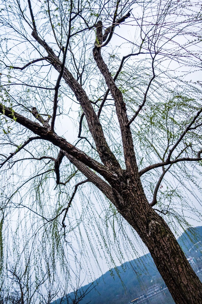 柳树 风光 西湖风光 自然 摄影 西湖柳树 旅行 春天 植物 柳叶