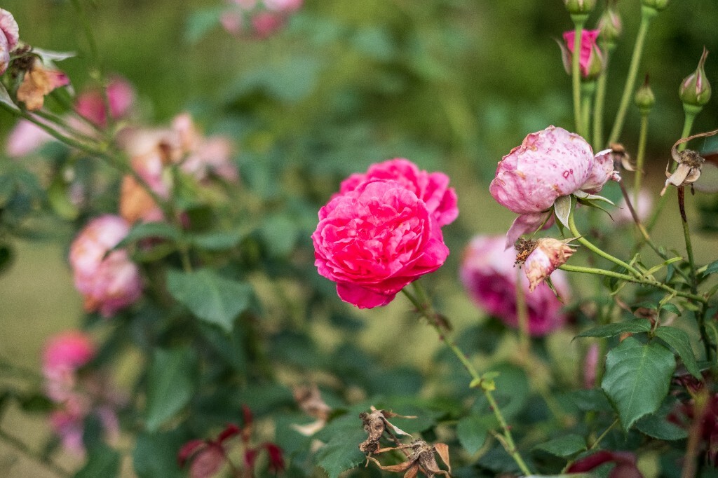 月季 摄影 风光 花儿  花中皇后 月月红 月月花 长春花 四季花 胜春 植物 花朵 