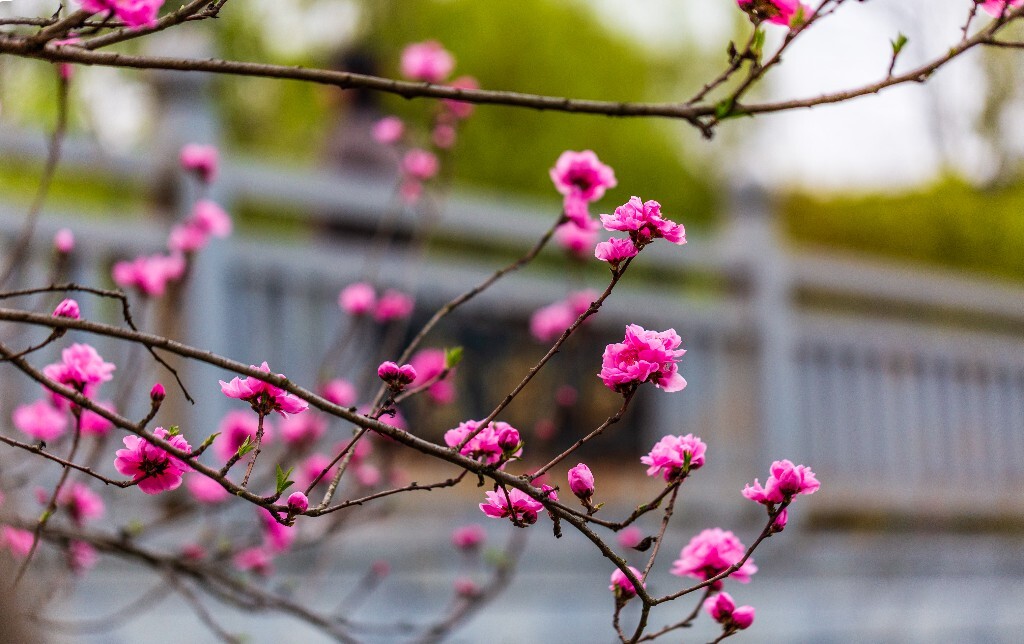 粉色桃 盛开的花朵 桃花 花儿 植物 桃树