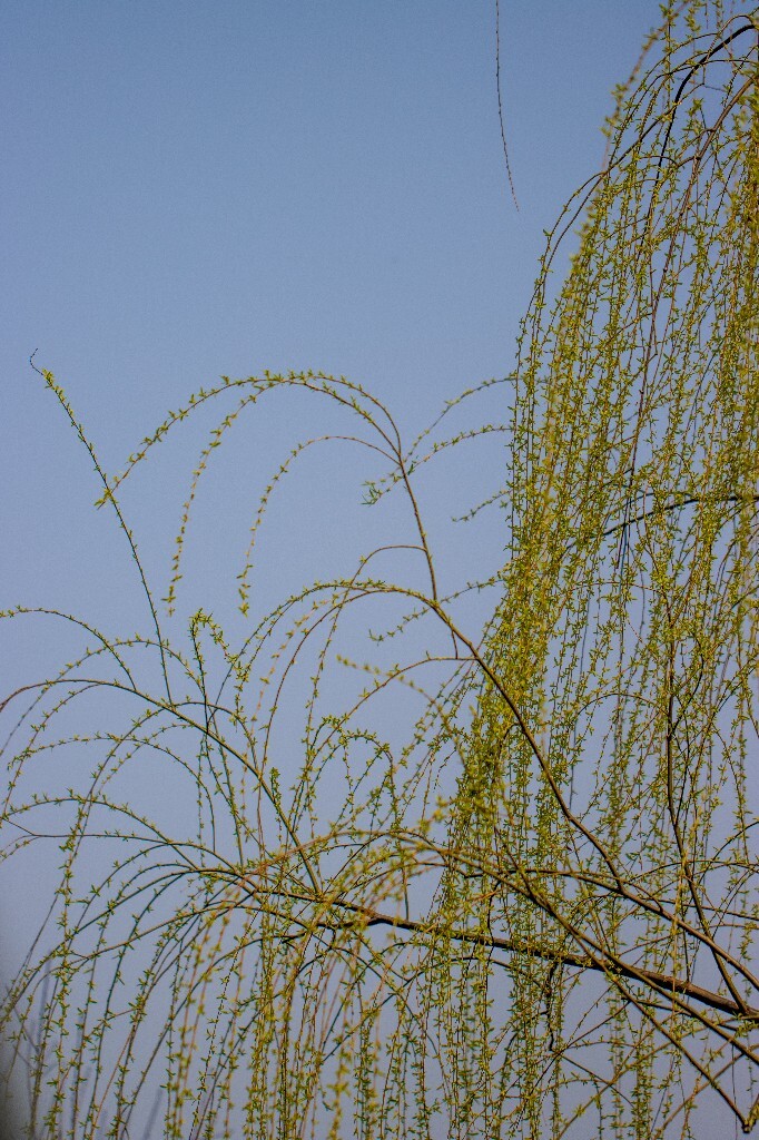 柳树 垂柳 西湖柳树 二月的柳树 西湖柳树 风光 自然 摄影 西湖风光
