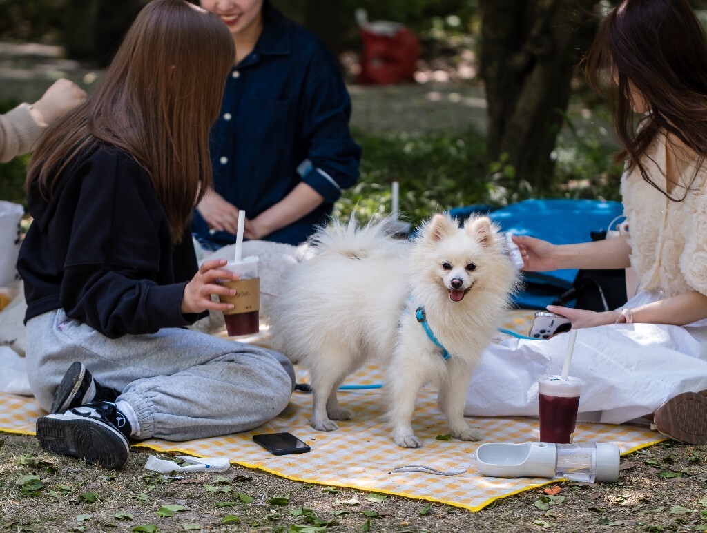 狗狗 宠物 摄影 野炊 宠物摄影  旅行 族拍