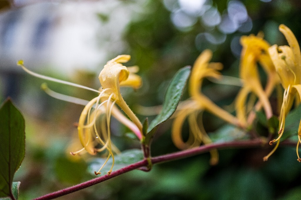 植物 花朵 花草 摄影 风光 微距  金银花