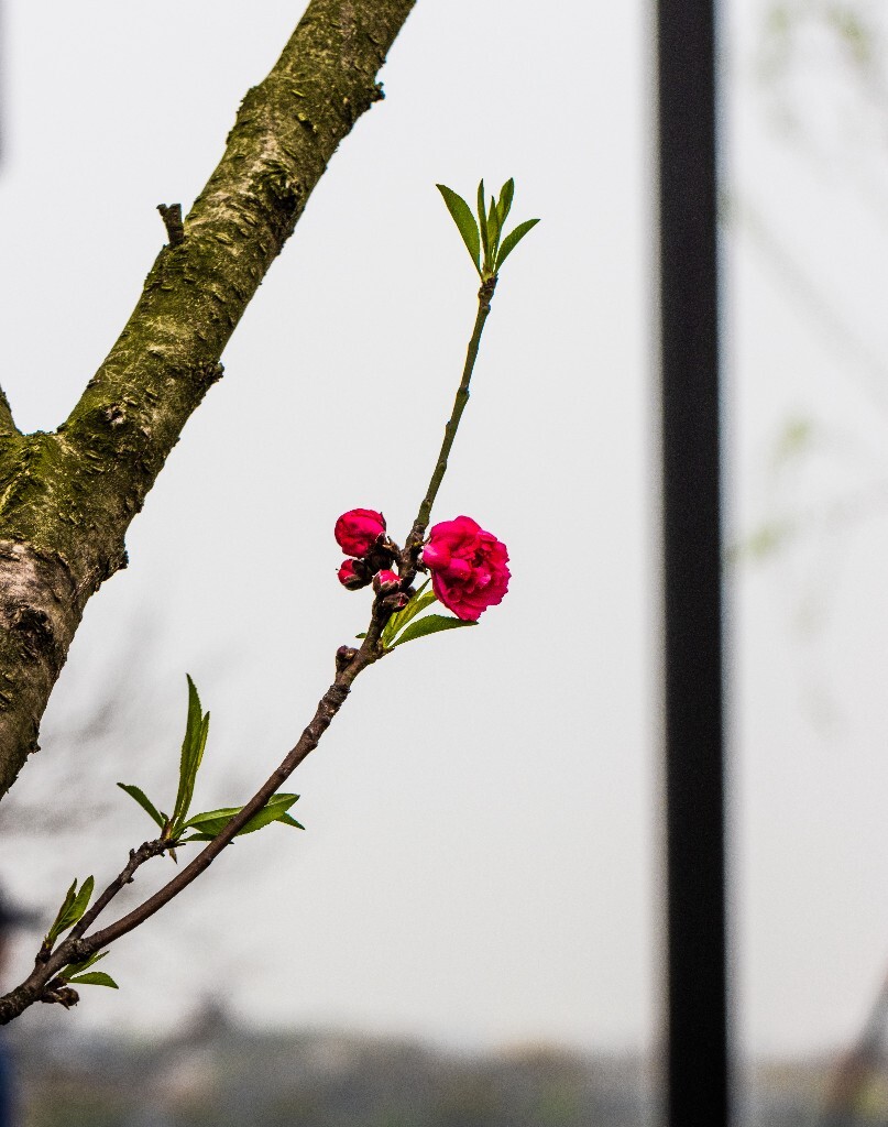植物 花朵 风光 微距 摄影 西湖桃花 西湖风光 环境 西湖桃花 西湖风光