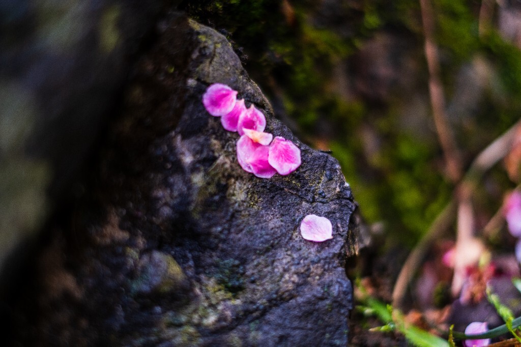 梅花 红色的梅花 梅 图片 摄影 风光 花卉 花朵 旅游 花