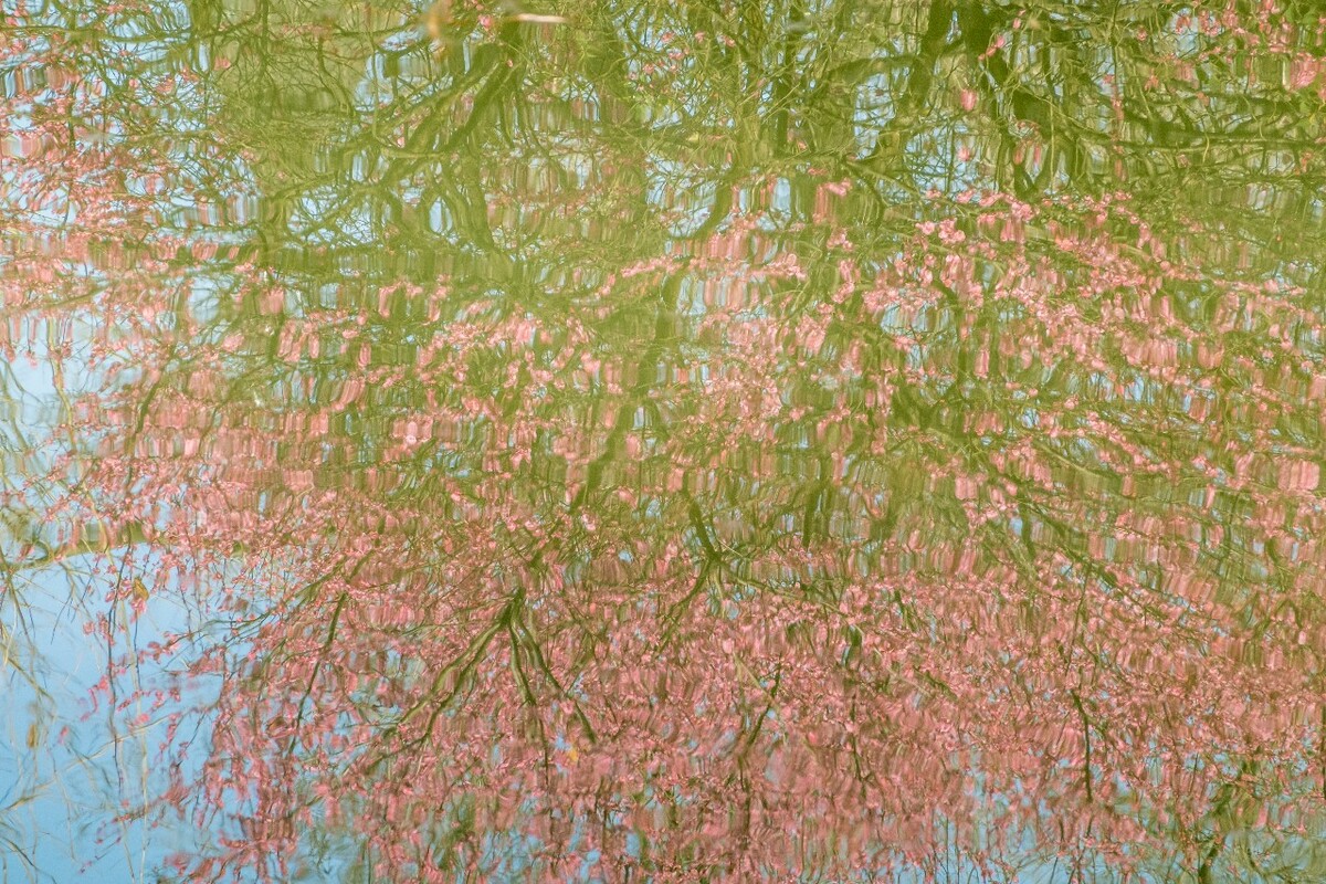 梅花 植物 花 花朵 梅花盛开 盛开的梅花 蓝天白云 花儿 倒影 水中的梅花