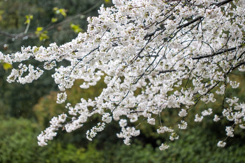 樱花 白色樱花 植物 风光 色彩 自然 环境 西湖春天 西湖之春 西湖风光 风景