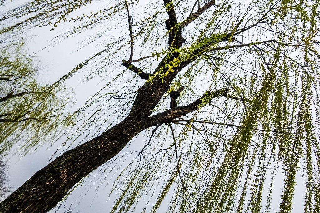 柳树 西湖柳树 风光 摄影 自然 西湖风光 环境 旅行 植物 柳叶
