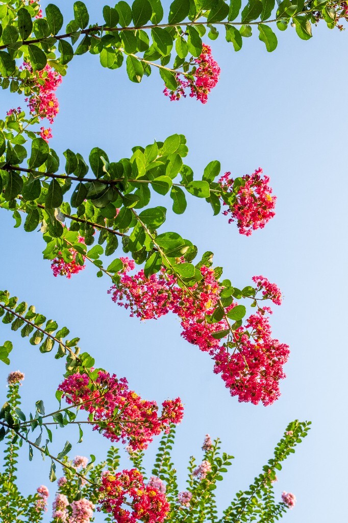 鹭鸶花 五里香 红薇花 百日红 佛相花 满堂红 怕痒花 猴刺脱 痒痒花 宝幡花 五爪金龙 狗骨头 紫金标 紫兰花 阿米茶 紫荆花 紫金花 蚊子花 花朵 花草 摄影 风光 花草 阳光下的花儿